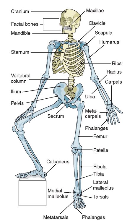 Human Body Bones Diagram Labeled Divisions Of The Skeletal System Images And Photos Finder