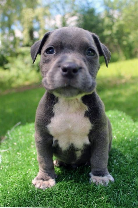 We produce high quality puppies by selectively breeding dogs from high quality bloodlines, pitbulls and american bullies who carry those genetic traits that are desired. Pin on blue nose pitbull puppy for sale