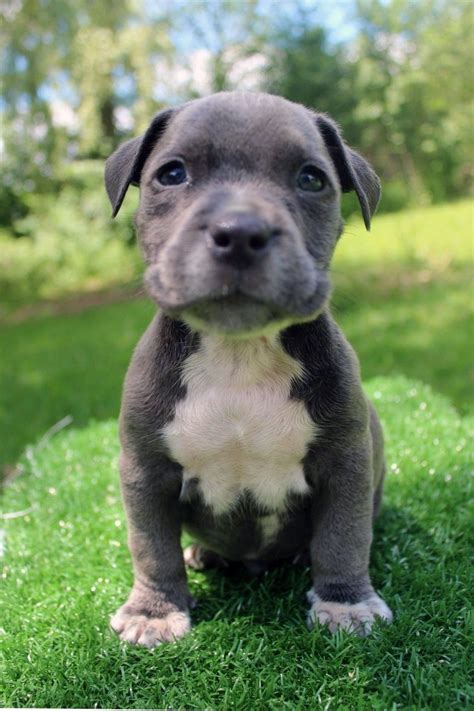 Blue nose bully pitbull puppies. Blue Nose Pitbull Puppies For Sale Near Me - Pet's Gallery