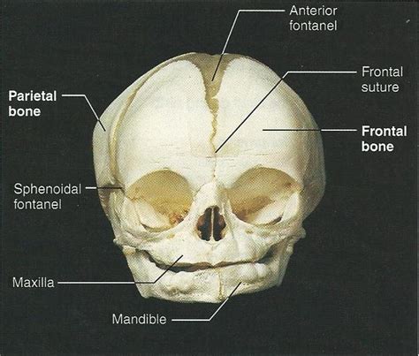 Parts Of Skull