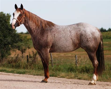 7 Horses With The Most Beautiful And Rare Colors Horse Spirit