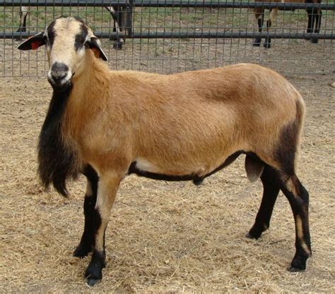 Are You In Need Of Barbados Blackbelly Sheep For Sale Well Get