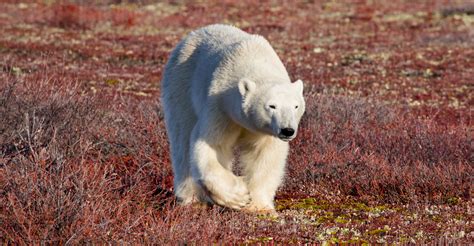 Tundra Lodge Trip Polar Bear Tours