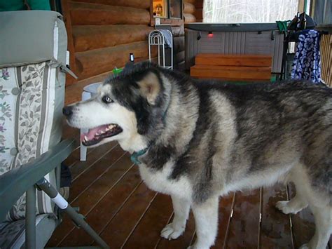 Giant Dog Biggest Husky Ever Yos Flickr