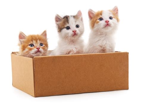 Newborn Kittens For Adoption