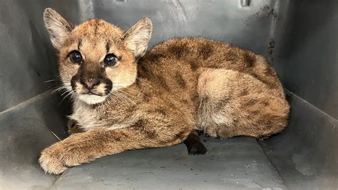 Orphaned Mountain Lion Cub In Critical Condition At Oakland Zoo