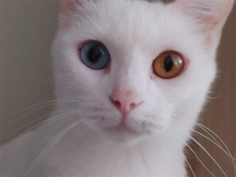 Our Cat Has Two Different Coloured Eyes Complete Heterochromia Heterochromia Iridis
