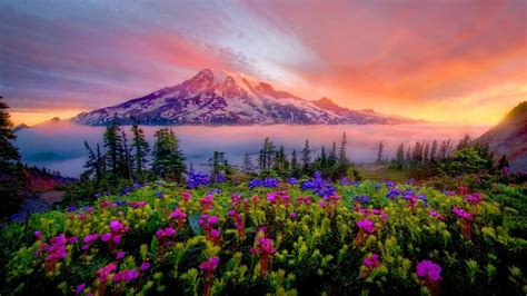 Sunrise Spring Landscape Of Snow Mountain Meadow Flowers