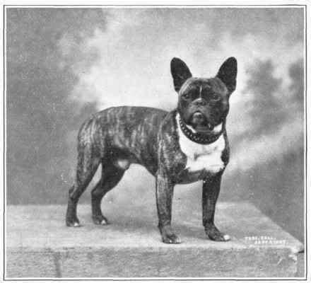 In this poem, an exile is searching for a new lord and hall. French Bulldog