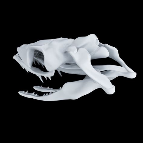 Skull Snake Opsthoglyphous 3d Print Model Cgtrader