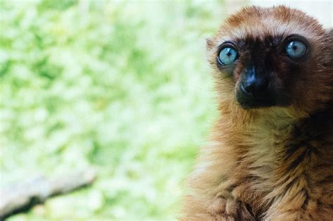 Blue Eyed Black Lemur Mark Burke Flickr