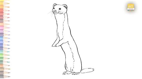 Weasel Drawing Easy How To Draw A Weasel Youtube