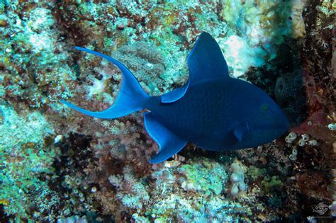 Triggerfish Interesting Facts And Photographs Seaunseen