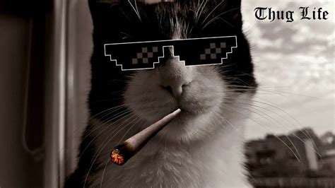 Gangsta Cat Thug Life 1 Youtube