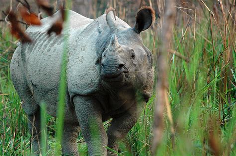 Count Of Rare Rhinos Underway In Nepal Wwf