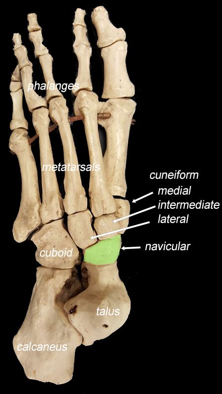 Cuneiform Bones Of The Foot