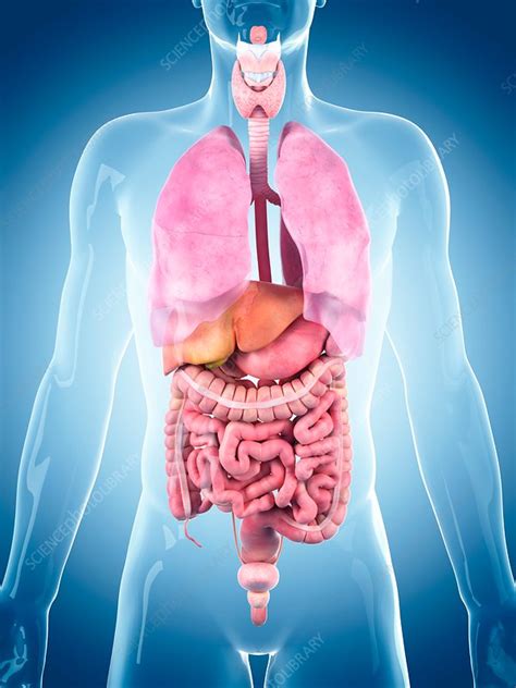 Internal Organs Stock Image F016 2164 Science Photo Library