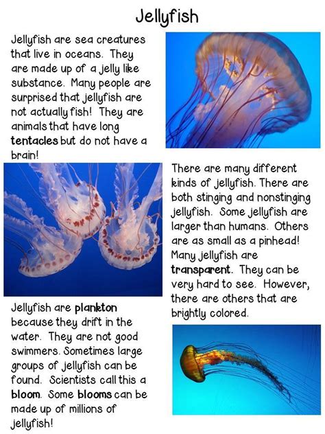 Jellyfish Close Reading Close Reading Differentiated Reading