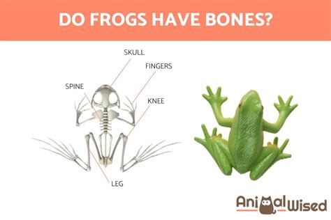 Do Frogs Have Bones The Skeleton Of Frogs