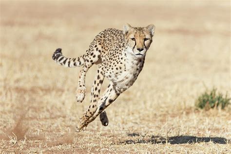 Running Cheetah Photograph By Suzi Eszterhas Pixels