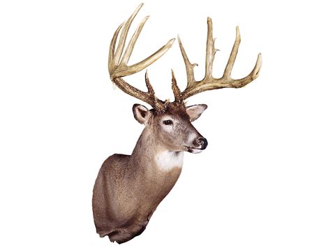 8 Great World Record Typical Whitetail Deer Field And Stream