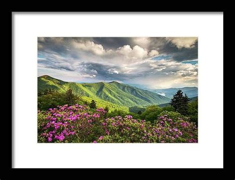 Asheville Nc Blue Ridge Parkway Spring Flowers Framed Print By Dave