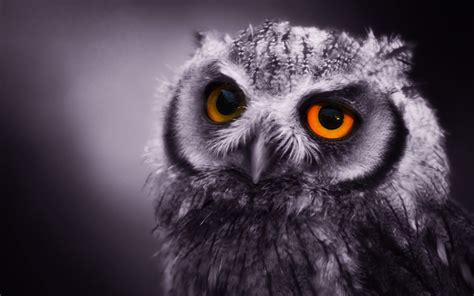 236 Besten Desktop Owl Wallpapers Bilder Auf Pinterest Owl Wallpaper