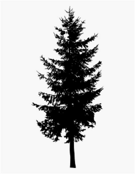 The most common silhouette pine tree material is metal. Transparent Evergreen Tree Clipart Black And White ...
