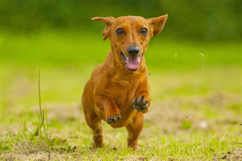 Dachshund Dog Breed Complete Guide A Z Animals