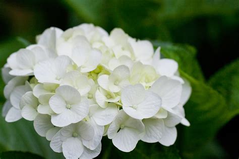 Maybe you would like to learn more about one of these? Flower, Hydrangea "Preciosa" | Hydrangea. "Preciosa". 紫陽花 ...