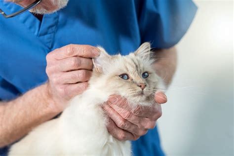 The possible causes of cat hair loss, called alopecia, are many, and diagnosing the condition that underlies hair loss might take some time. Cat Losing Hair On Ears