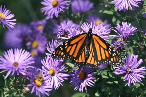 Pretty Monarch Butterfly