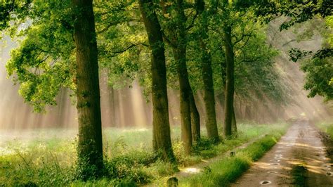 Free Download Forest Road Trees Grass Mist Path Rain Sunlight Nature