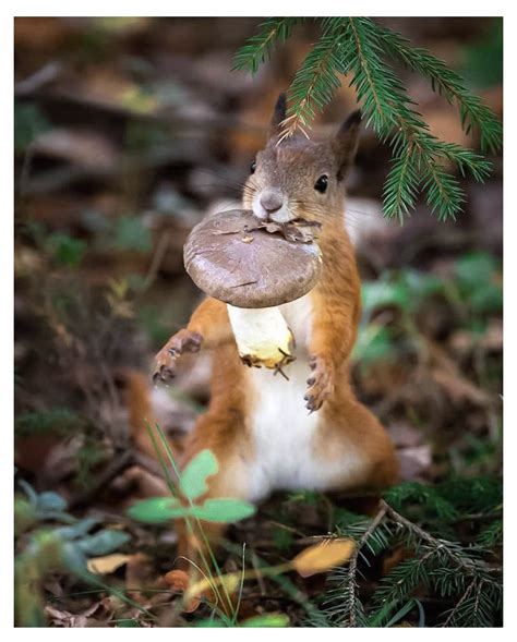 Pin By Inge Vastert On Herfst Funny Animals Cute Animals Cute Baby