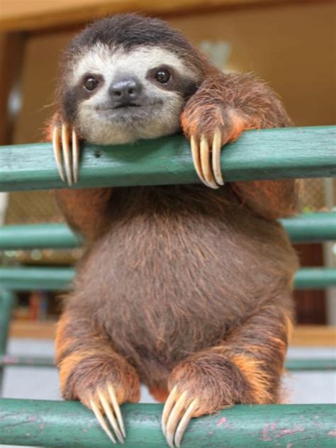Pin by Teela Fields on Animals - Sleepy Sloth | Cute animals, Happy animals, Cute baby animals