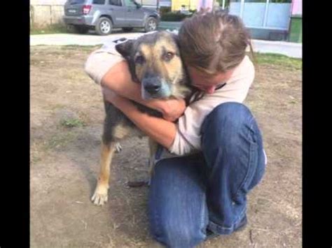 Tierschutz hunde aus tötungsstationen suchen ein zuhause has 175 members. Rumänische Hunde suchen ein Zuhause - YouTube