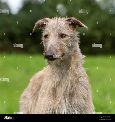 Lurcher Dog Head High Resolution Stock Photography And Images Alamy