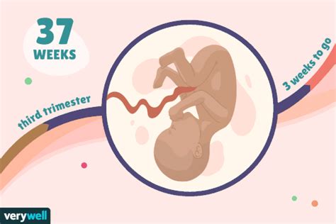 37 Weeks Pregnant Baby Development Symptoms And More