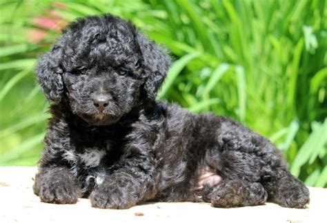 Cutest aussiedoodle puppies, reputable aussie doodle breeders raising mini standard or toy size, tri color blue and red merle. Chunk | Aussiedoodle - Mini Puppy For Sale | Keystone Puppies