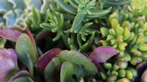 Growing Sun Loving Succulents In Perth Community News