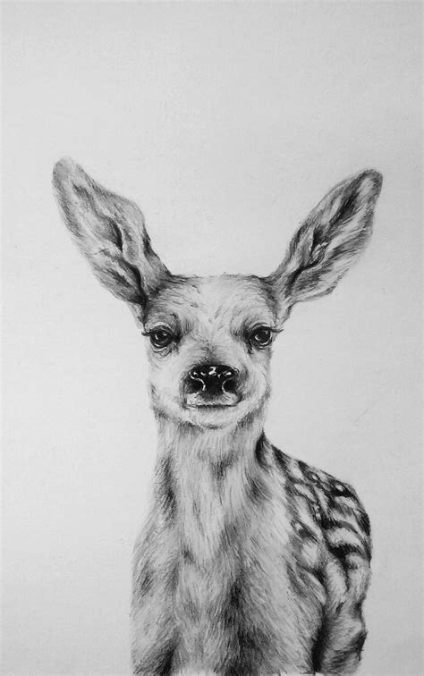 85 Simple And Easy Pencil Drawings Of Animals Buzz Hippy In 2020 336
