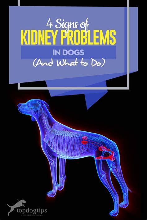 4 Signs Of Kidney Problems In Dogs And What To Do