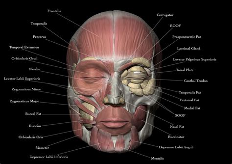 Face Anatomy Josuevilela Cgsociety Face Anatomy Anatomy Art Anatomy