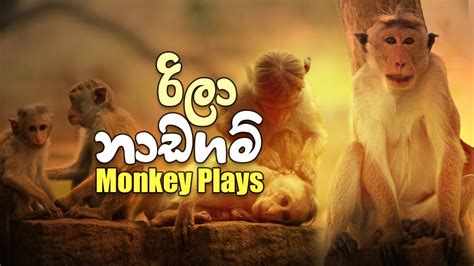 රිලා නාඩගම් Monkey Plays Youtube