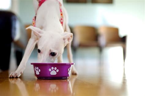 Check spelling or type a new query. When Can Puppies Start Eating Dry Puppy Food? | Cuteness