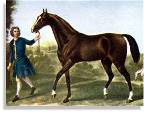 origin   thoroughbred horse local riding