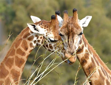 Faces Pair Of Giraffes Wallpapers And Images Wallpapers Pictures Photos
