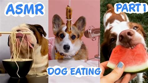Asmr Dog Eating Compilation 🐶 Youtube