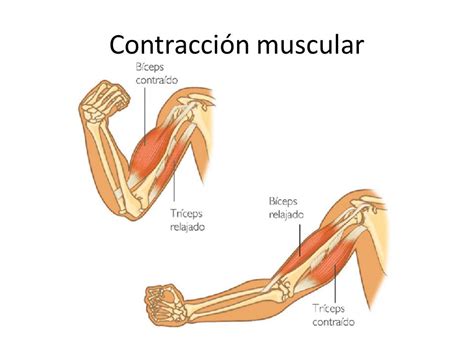 Los Músculos Anatomia Estruturas O Tejidos Wikisabio