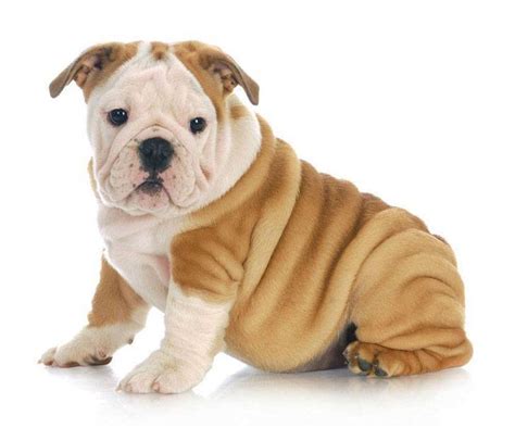 The ultimate bulldog names list is here! Wrinkly Bulldog puppy